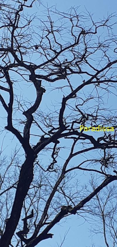 Bird watching at the Yok Don National Park in Vietnam