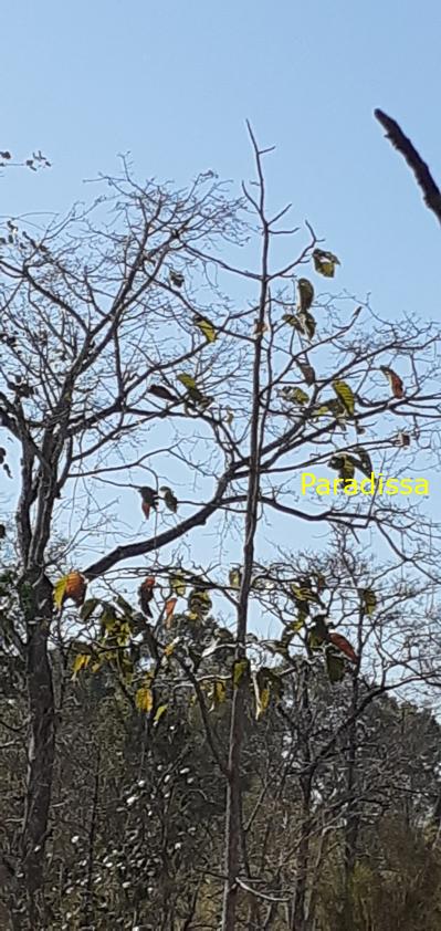 Bird watching at the Yok Don National Park in Vietnam