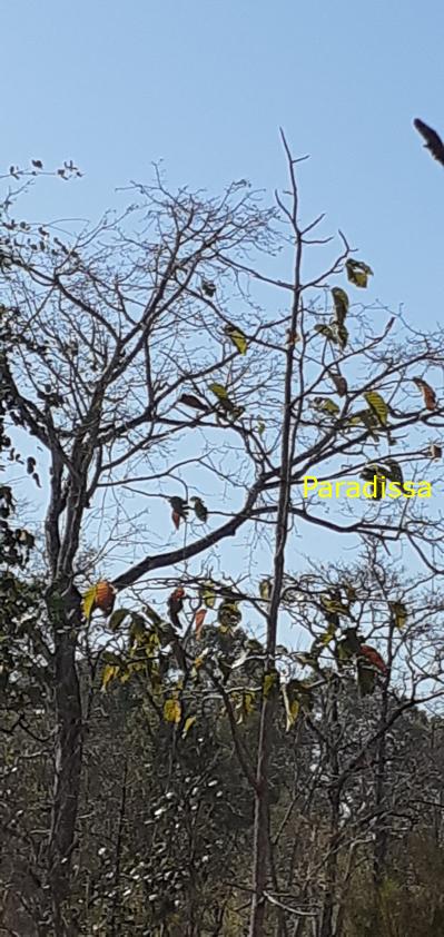 Bird watching at the Yok Don National Park in Vietnam