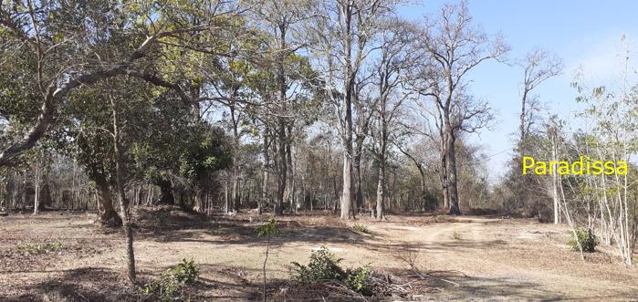 Bird watching at the Yok Don National Park in Vietnam