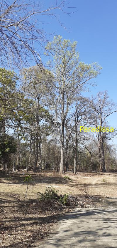 Bird watching at the Yok Don National Park in Vietnam