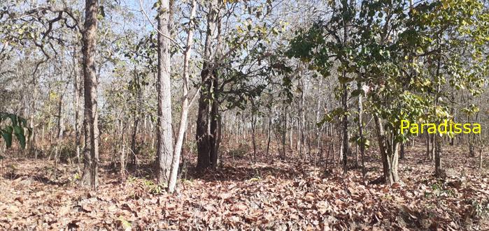 Bird watching at the Yok Don National Park in Vietnam