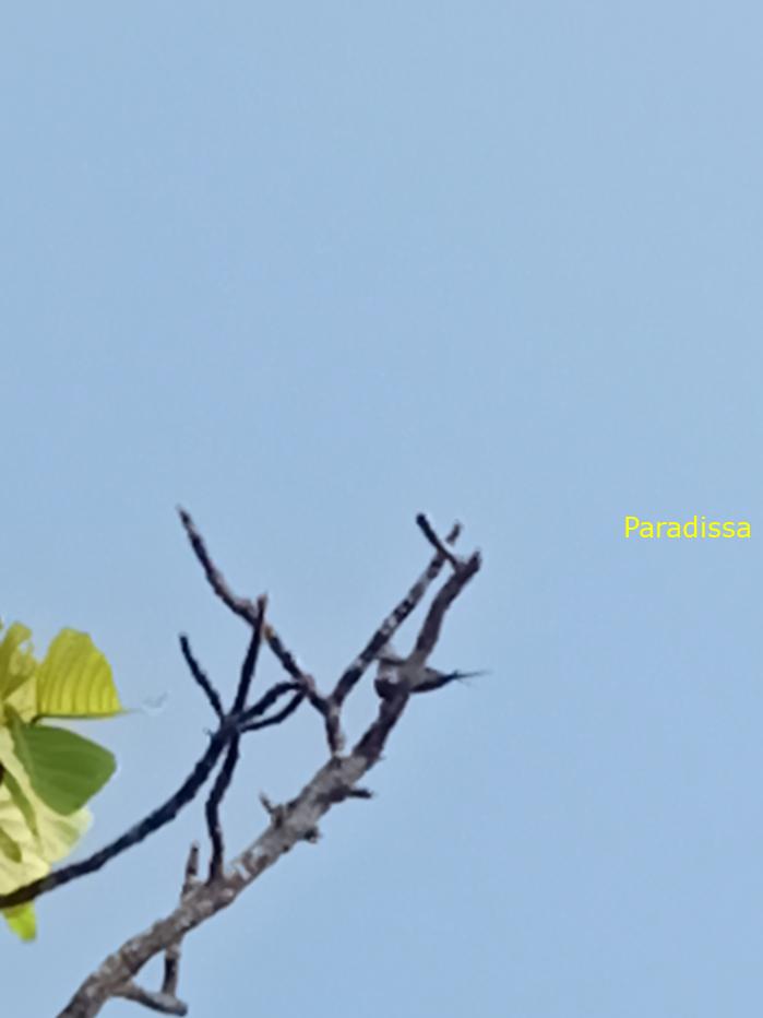 Bird watching at the Yok Don National Park, in the Central Highlands of Vietnam