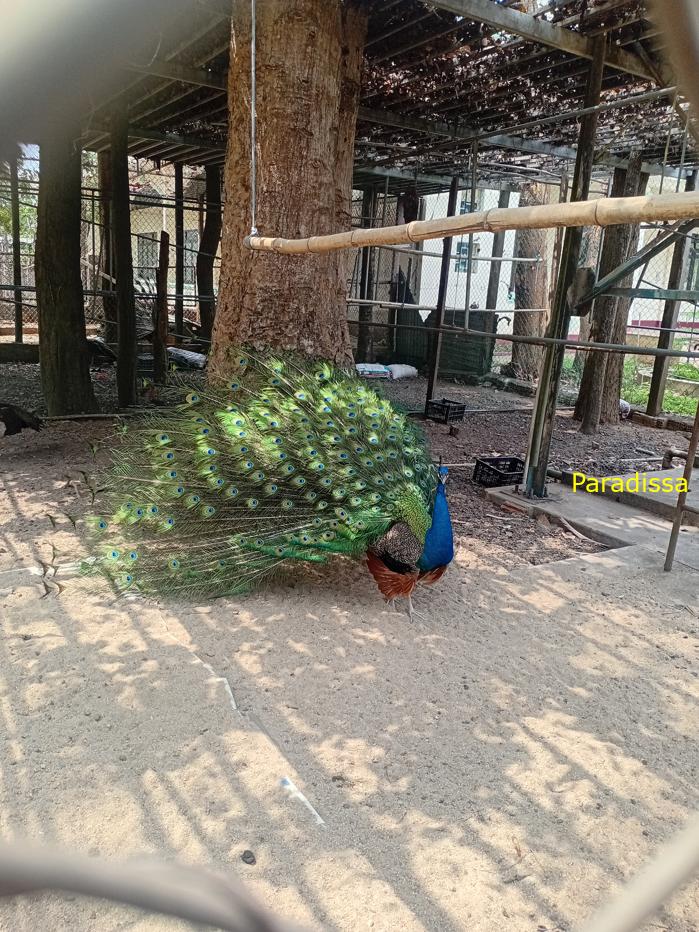 Bird watching at the Yok Don National Park, in the Central Highlands of Vietnam