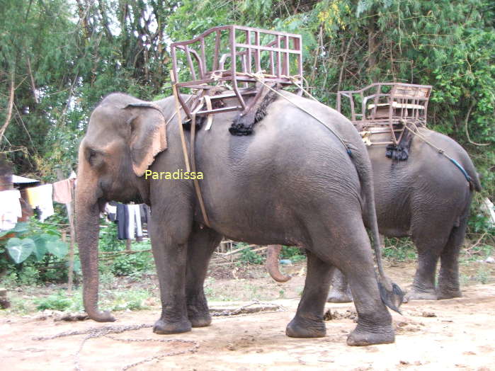 Elephants by the Lak Lake in Dak Lak Province