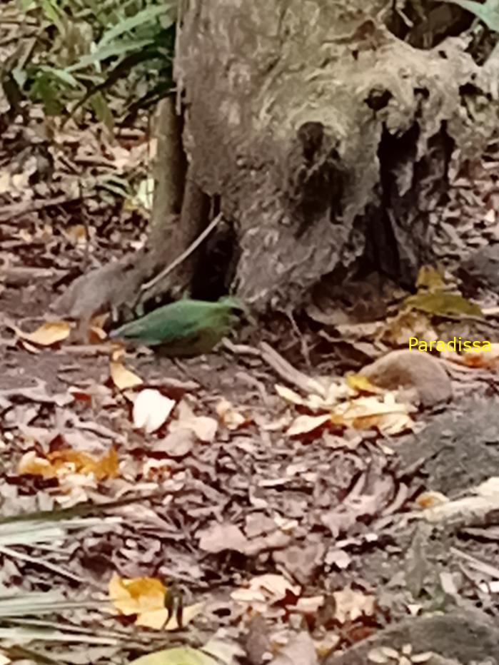 Bird watching in Cat Tien and Da Lat, Vietnam