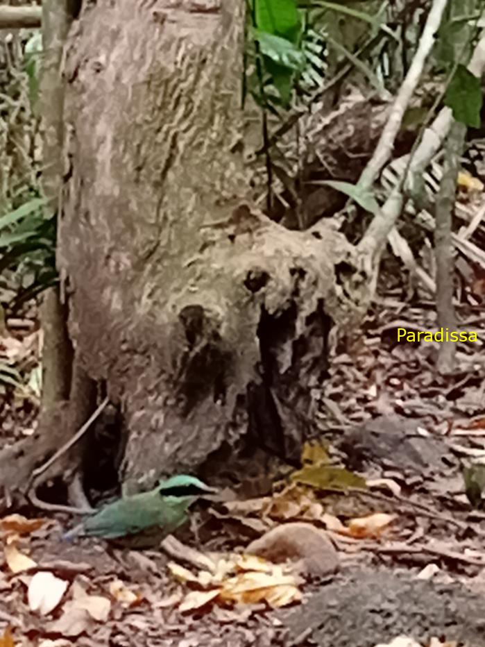 Bird watching in Cat Tien and Da Lat, Vietnam