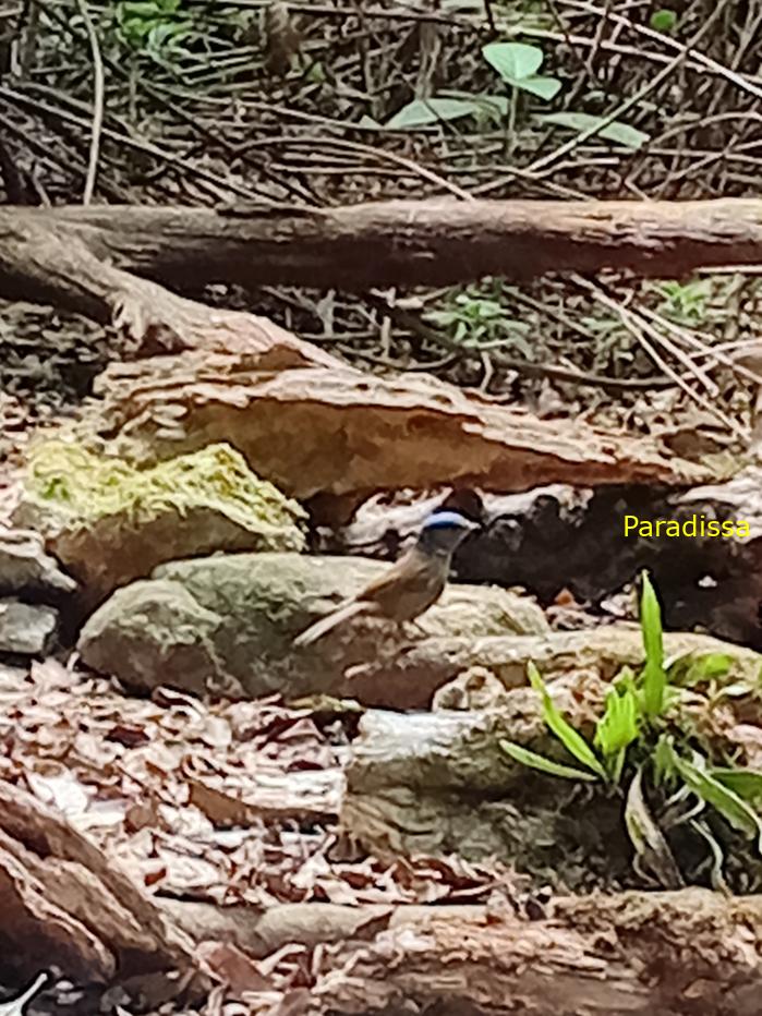 Bird watching in Cat Tien and Da Lat, Vietnam