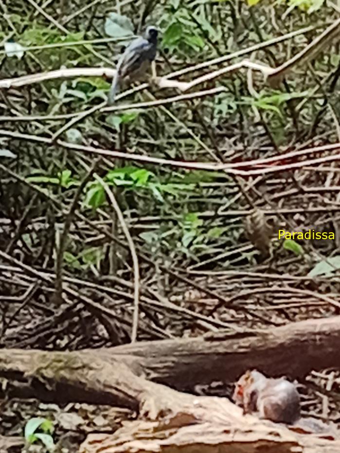 Bird watching in Cat Tien and Da Lat, Vietnam