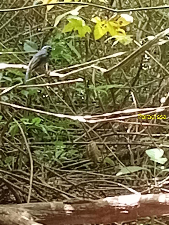 Bird watching in Cat Tien and Da Lat, Vietnam
