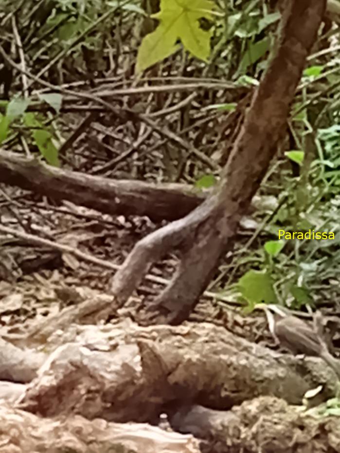 Bird watching in Cat Tien and Da Lat, Vietnam