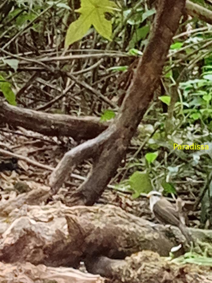 Bird watching in Cat Tien and Da Lat, Vietnam