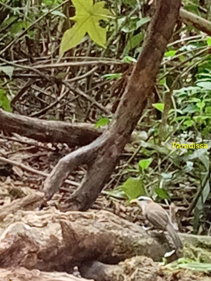Bird watching in Cat Tien and Da Lat, Vietnam