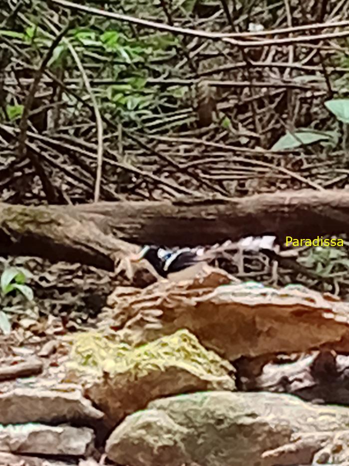 Bird watching in Cat Tien and Da Lat, Vietnam