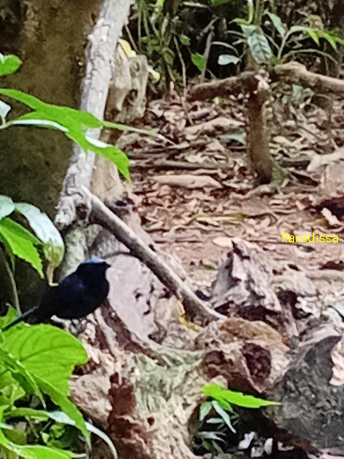 Bird watching in Cat Tien and Da Lat, Vietnam