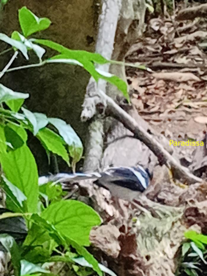 Bird watching in Cat Tien and Da Lat, Vietnam