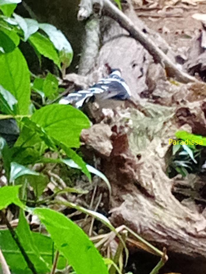 Bird watching in Cat Tien and Da Lat, Vietnam