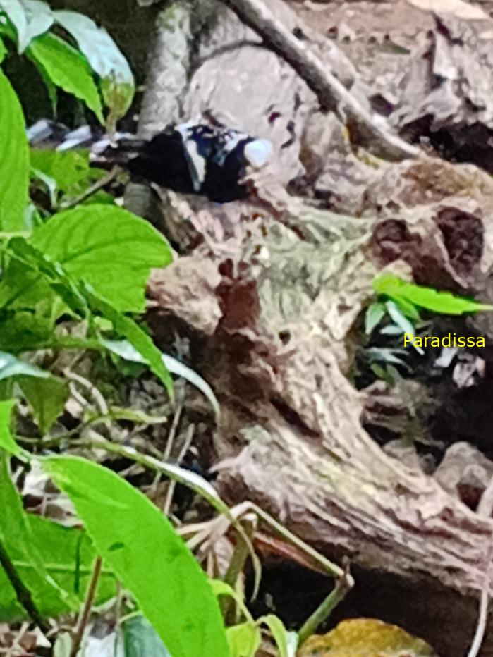 Bird watching in Cat Tien and Da Lat, Vietnam