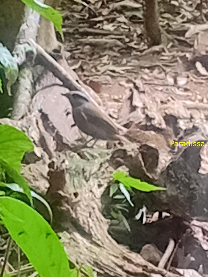 Bird watching in Cat Tien and Da Lat, Vietnam