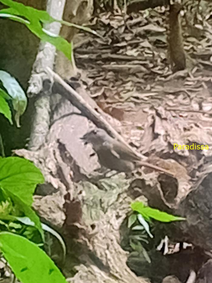 Bird watching in Cat Tien and Da Lat, Vietnam