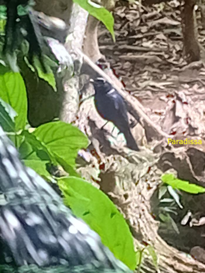 Bird watching in Cat Tien and Da Lat, Vietnam