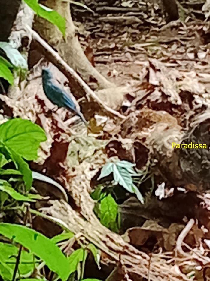 Bird watching in Cat Tien and Da Lat, Vietnam