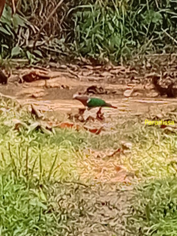 Bird watching in Cat Tien and Da Lat, Vietnam