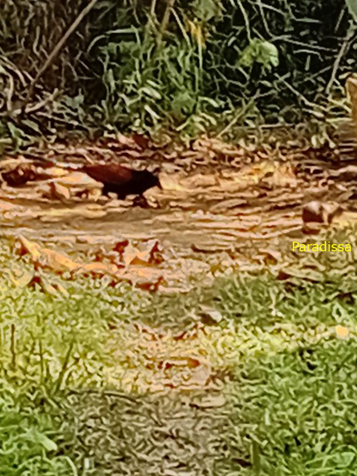 Bird watching in Cat Tien and Da Lat, Vietnam