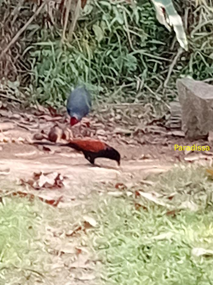 Bird watching in Cat Tien and Da Lat, Vietnam