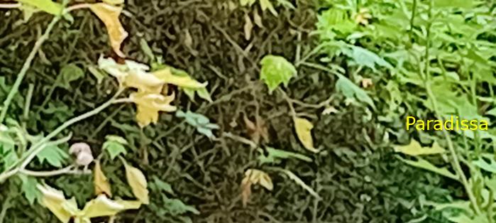 Birdwatching in Da Lat, Vietnam