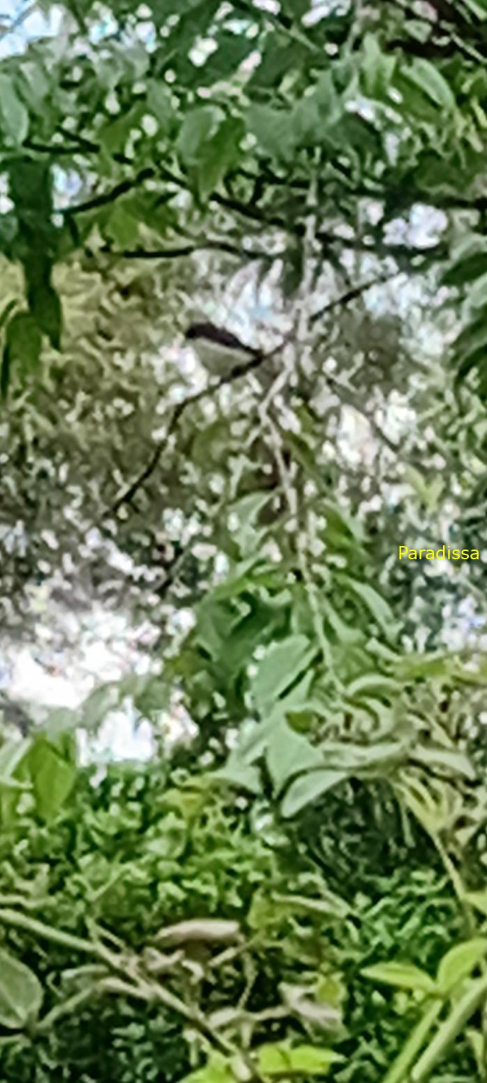 Birdwatching in Da Lat, Vietnam