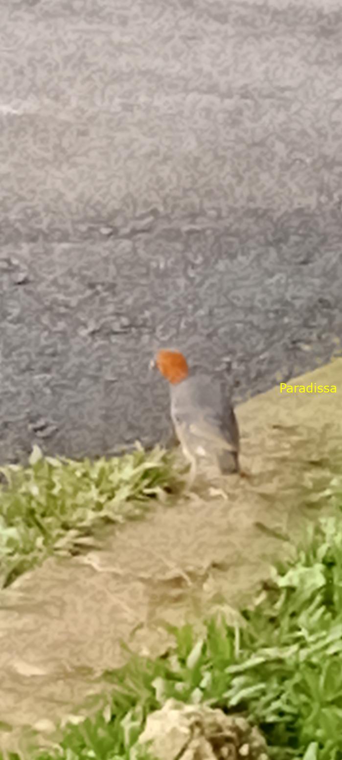 Birdwatching in Da Lat, Vietnam