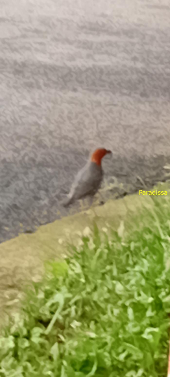 Birdwatching in Da Lat, Vietnam