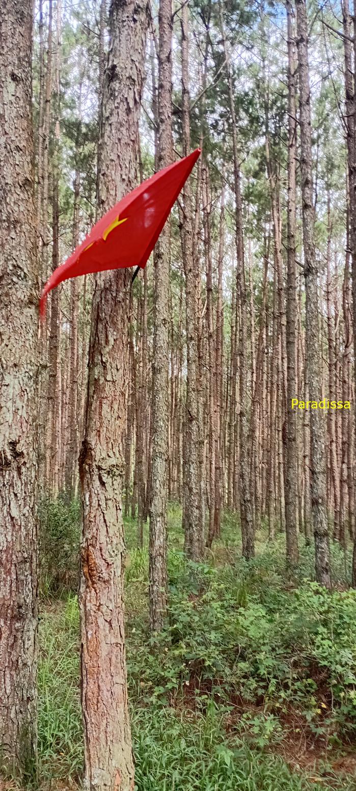 Birdwatching in Da Lat, Vietnam