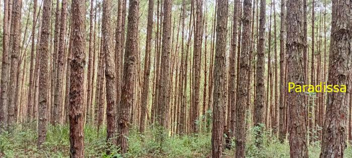 Birdwatching in Da Lat, Vietnam