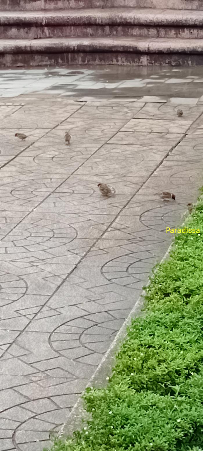 Birdwatching in Da Lat, Vietnam