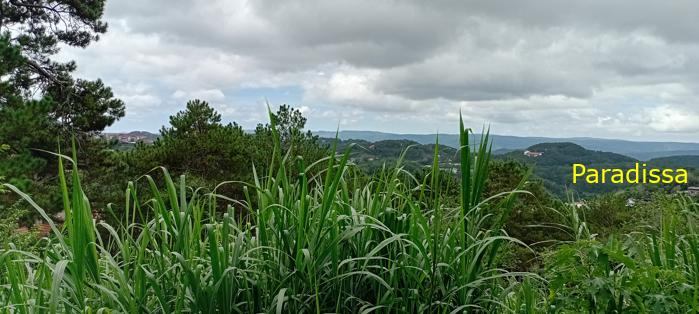 Birdwatching in Da Lat, Vietnam