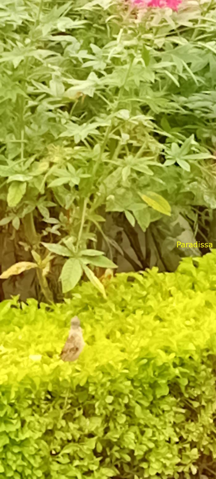 Birdwatching in Da Lat, Vietnam