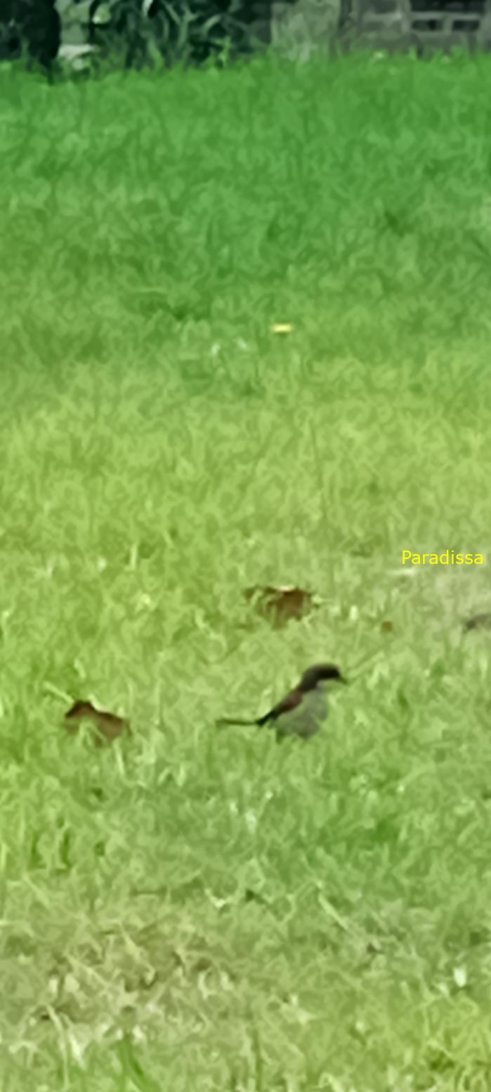 Birdwatching in Da Lat, Vietnam