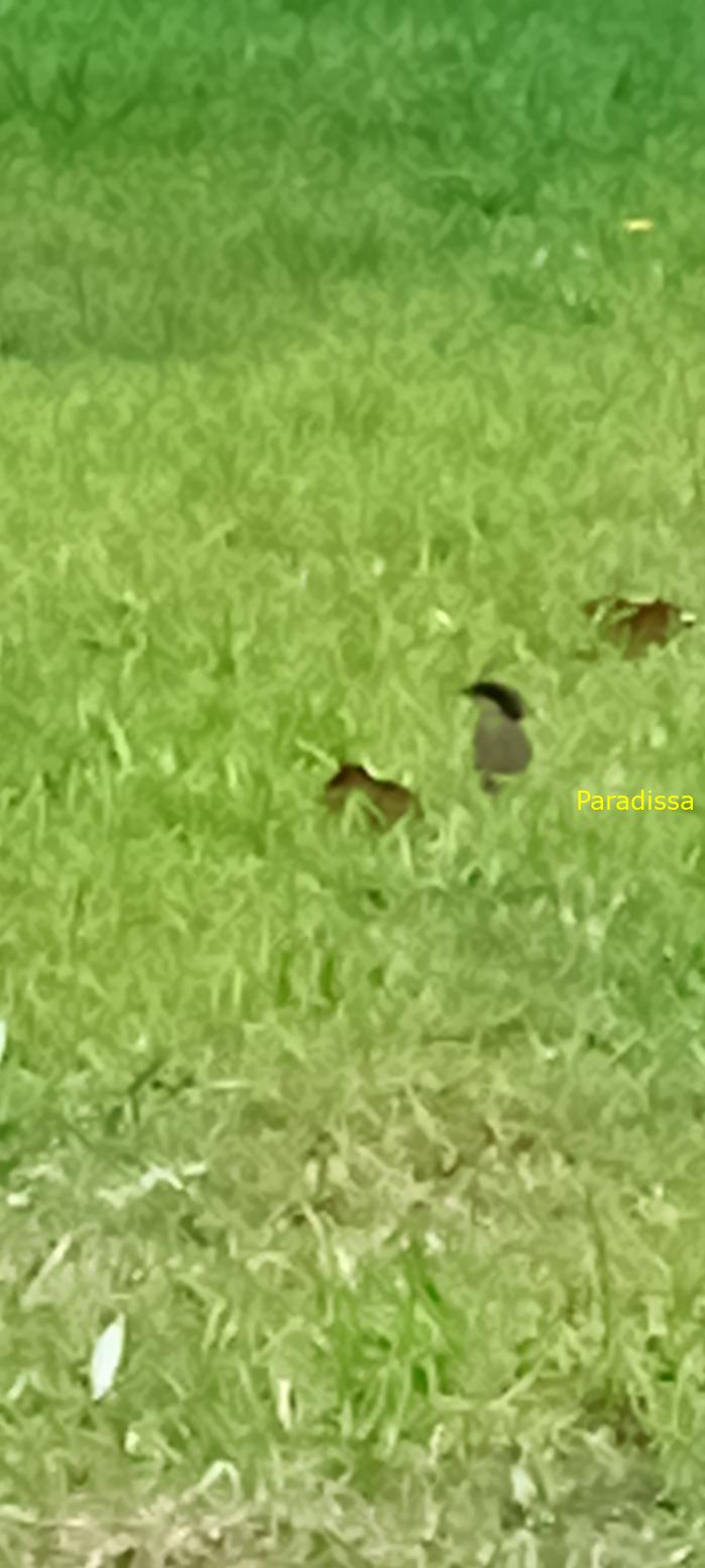 Birdwatching in Da Lat, Vietnam