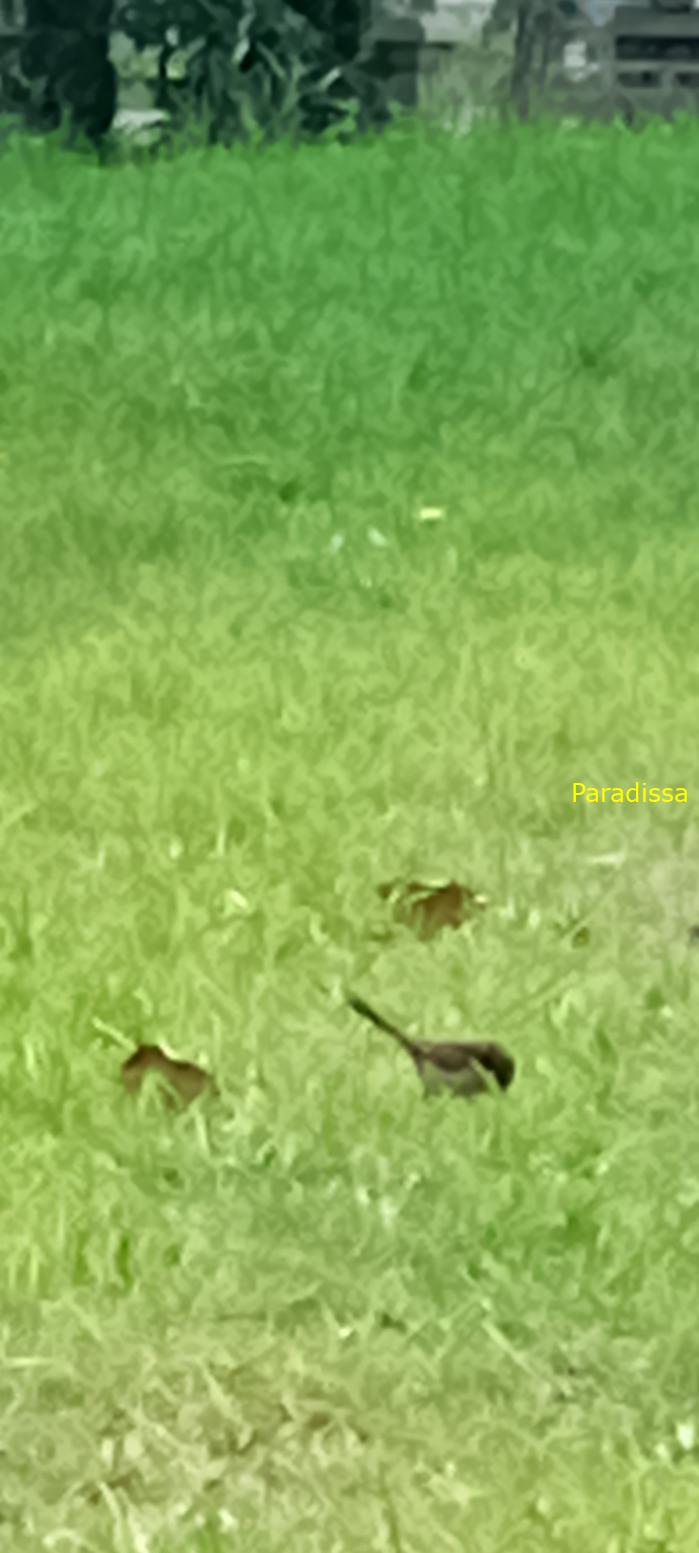 Birdwatching in Da Lat, Vietnam