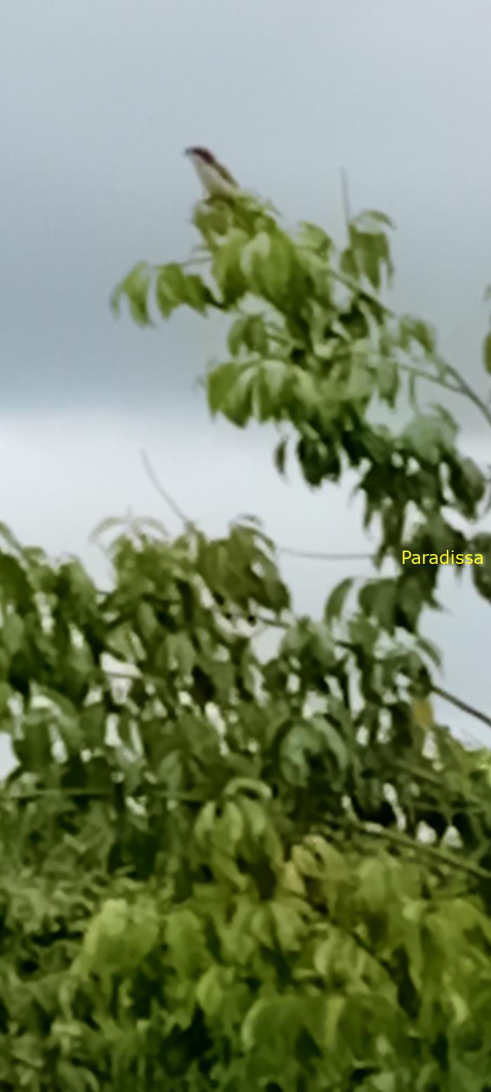 Birdwatching in Da Lat, Vietnam