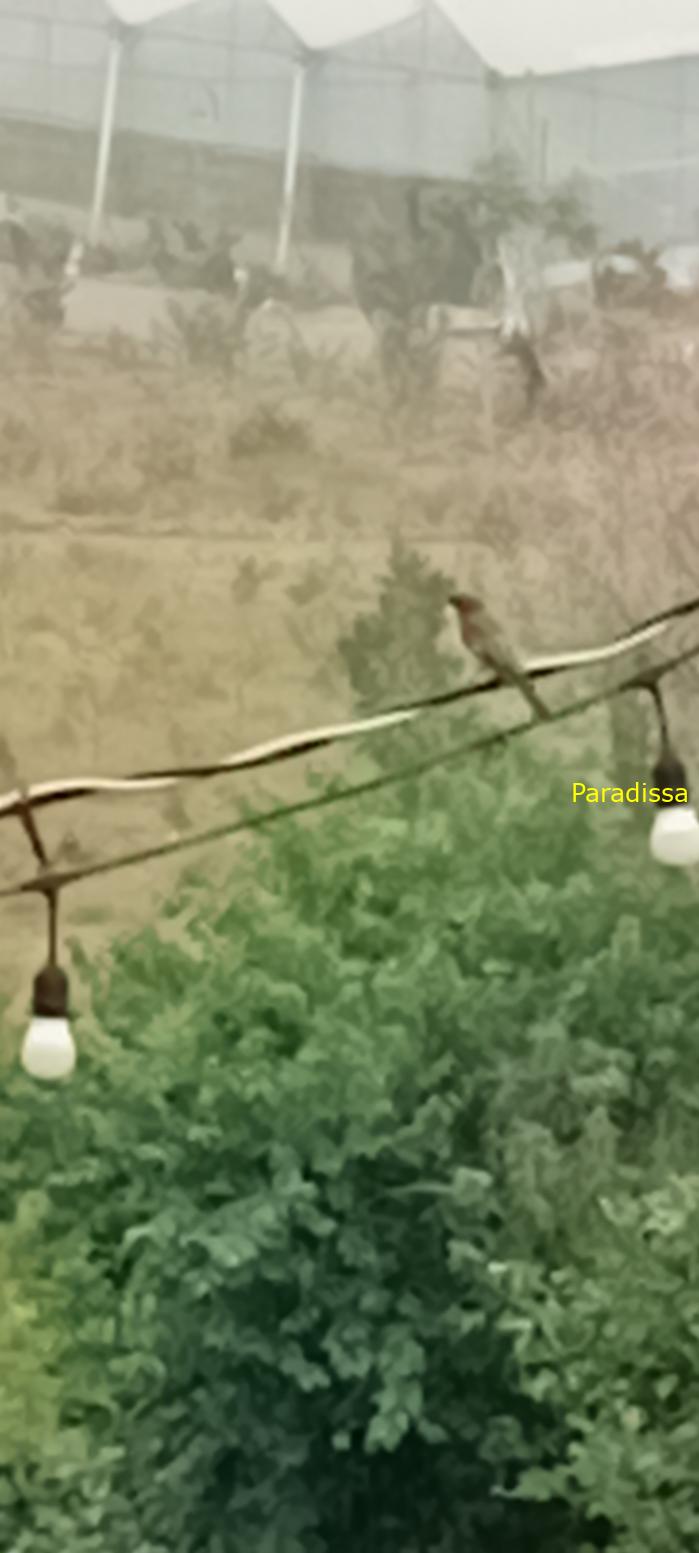 Birdwatching in Da Lat, Vietnam