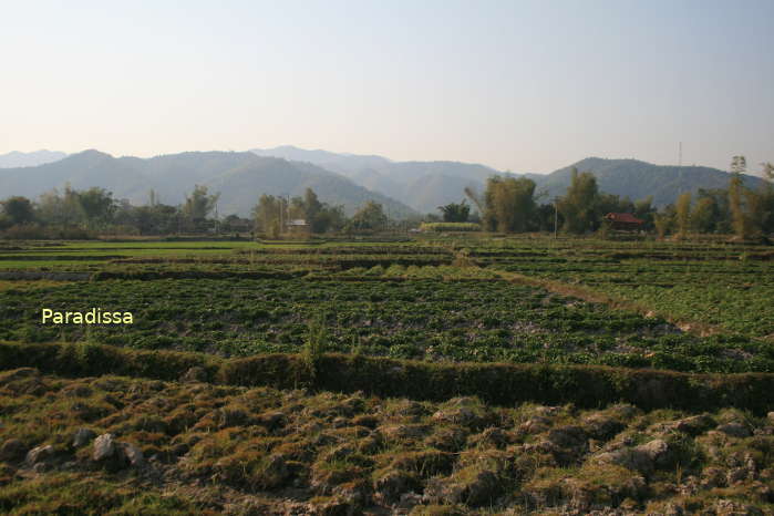 Vegetable farms to the northwest of the Muong Thanh Valley