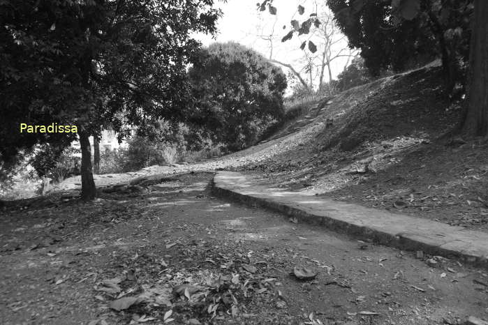 A hillside of Eliane 2 (A1 Hill)