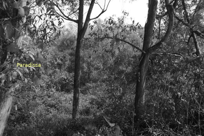 Thick wood on Mont Fictif (Phoney Hill) near Eliane 2