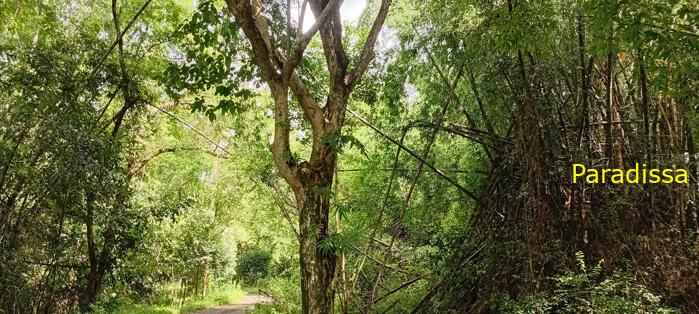 Birding at Cat Tien National Park, Vietnam