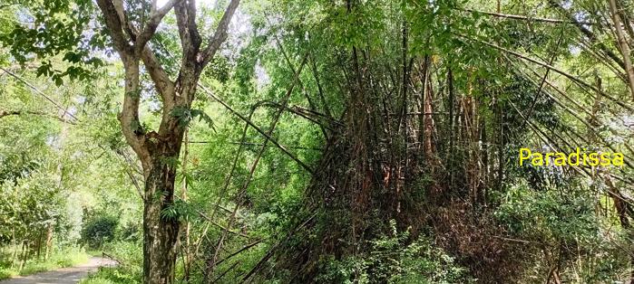Birding at Cat Tien National Park, Vietnam