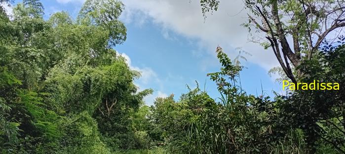Birding at Cat Tien National Park, Vietnam