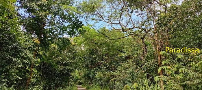 Birding at Cat Tien National Park, Vietnam